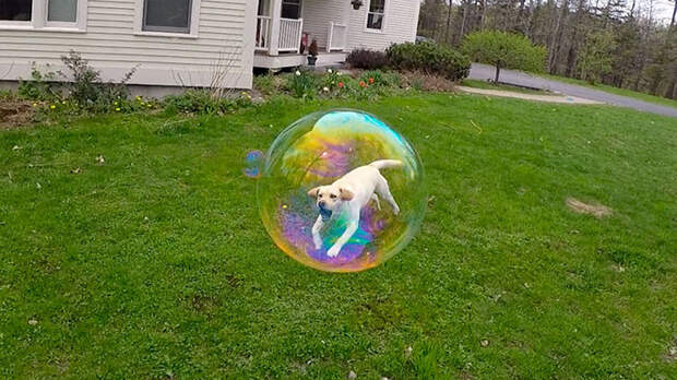 2. Собака в мыльном пузыре момент, фотография