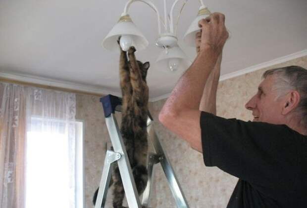 Смешные коты, которые наотрез отказываются вести себя как нормальные животные (27 фото) Смешные коты, которые наотрез отказываются вести себя как нормальные животные (27 фото)