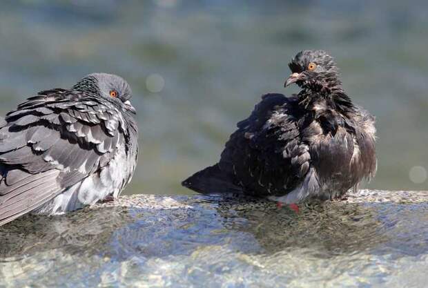 Петербургских голубей признали опасными для человеческого здоровья