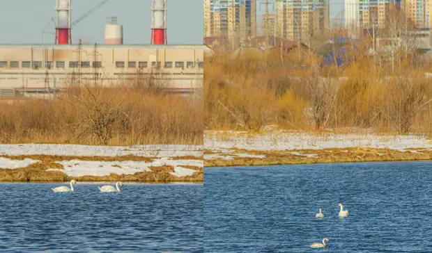 Белые лебеди прилетели в Тюмень и поселились на озере в районе Лесобазы