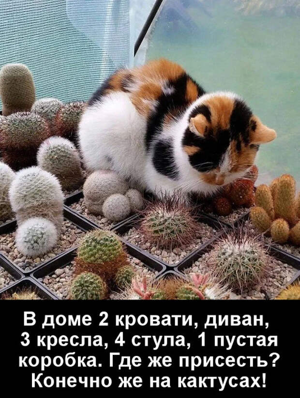 изображение: В доме 2 кровати, диван, 3 кресла, 4 стула, 1 пустая коробка. Где же присесть? Конечно же на кактусах! #Котоматрицы