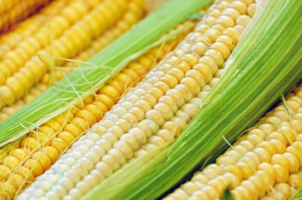 corn-1605664_1280-1024x682 Как похудеть на кукурузной диете Доктора Китнера