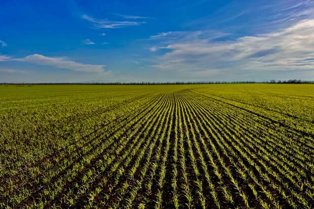 Крымские аграрии перевыполнили на 24 тысячи гектаров план по севу озимых зерновых
