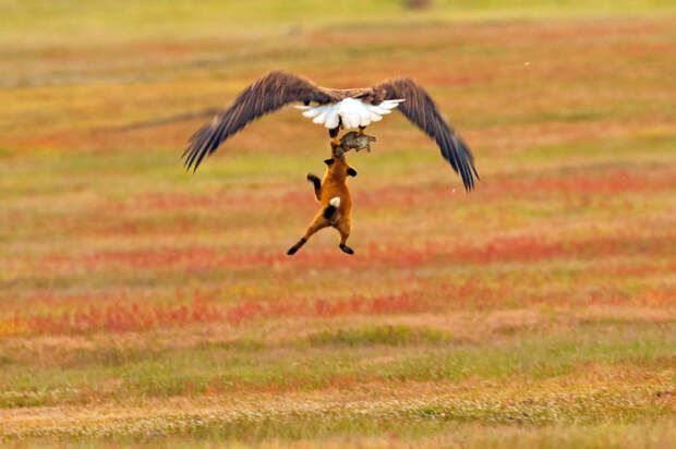 Не теряя надежды, лиса пытается отобрать свою добычу у орла. Автор: Kevin Ebi.
