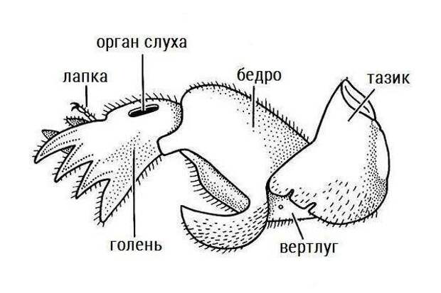 Не удивляйтесь, у насекомых такие странности в порядке вещей