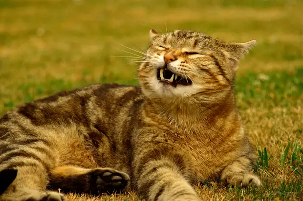 Почему домашние животные не болеют простудой?