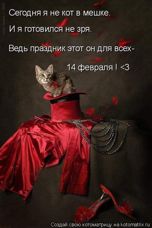 Котоматрица, 14-е февраля.