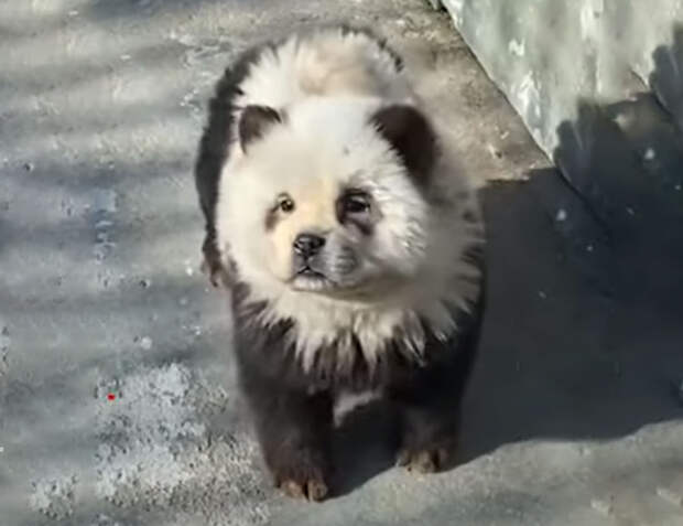 Китайский зоопарк выдавал крашеных собак за панд
