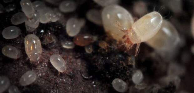 Rhizoglyphus echinopus