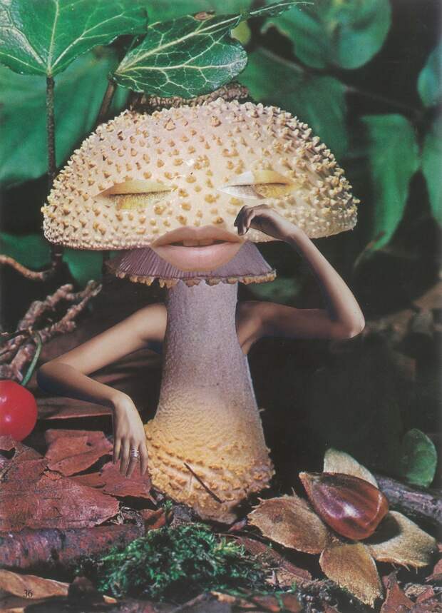 mindful mushroom - Seana Gavin_0.jpg mindful mushroom - Seana Gavin_0.jpg