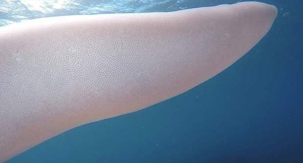 Водолазы у берегов Новой Зеландии наткнулись на огромный «морской огурец» видео, водолазы, морской огурец, новая зеландия, под водой, фото