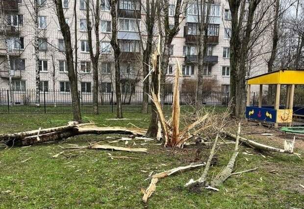 Видео: молния попала в дерево у детского сада в Московском районе Петербурга
