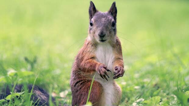 Сотрудники центра помощи животным в Ленобласти выпустили на волю спасенных бельчат