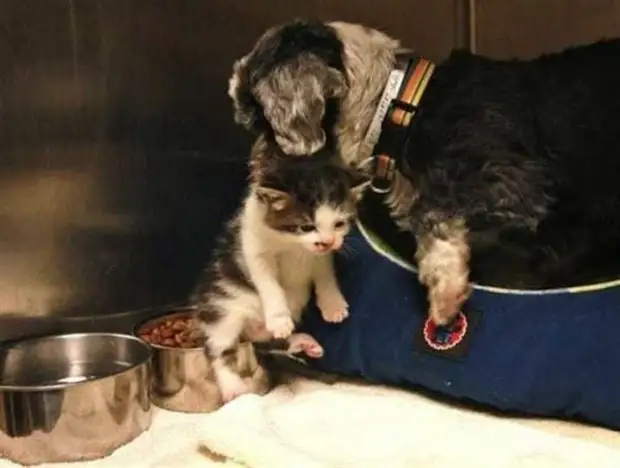 Мама-собака кормила котенка своим молоком. Благодаря ей малыш выжил