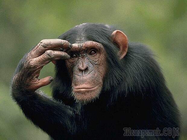 самые умные животные в мире топ 10 - обезьяна