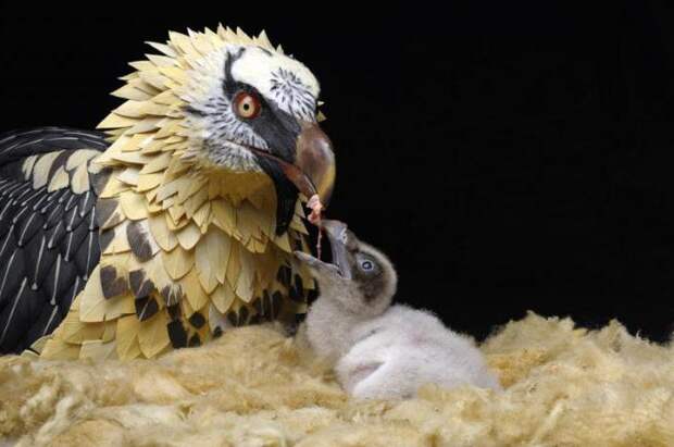 Птица бородач  (ягнятник) : описание, образ жизни, размножение