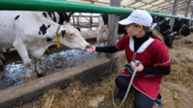 На коллегии службы ветеринарии Ивановской области подвели итоги работы за 2024 год