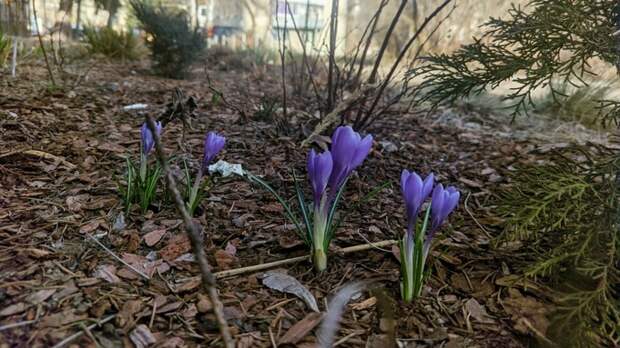 Первые весенние цветы "с холодным запахом зимы" распустились в Барнауле