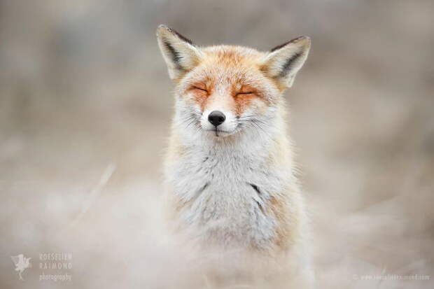 Дикие лисы в фотографиях Roeselien Raimond