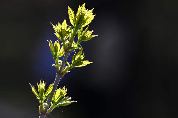 Идею избавиться от ясенелистного клена в Москве оценили