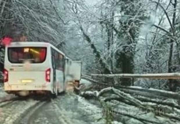 Снегопад на Кубани: упавшие деревья и занесенные дороги