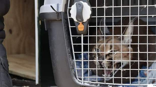 В Испании поймали привезенную из Москвы под видом домашнего кота рысь