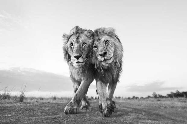 Два льва