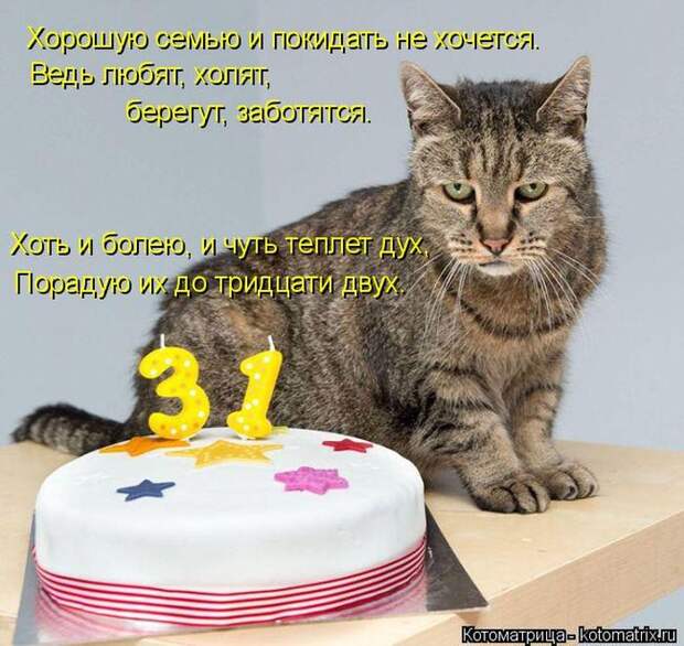 Лучшие котоматрицы недели (50 фото)