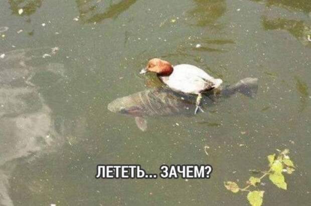 Прикольные картинки субботним утром (42 шт)