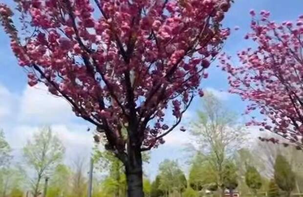 Появился сервис, который называет точную дату цветения сакуры в парке Галицкого в Краснодаре