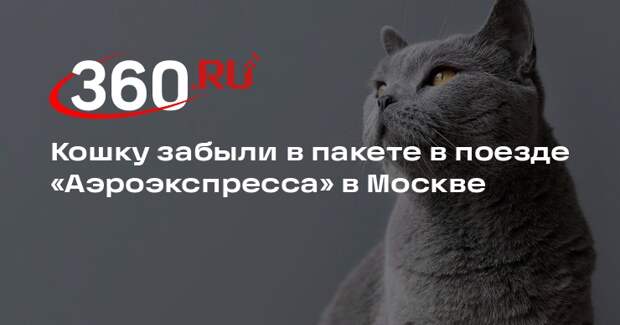 Кошку забыли в пакете в поезде «Аэроэкспресса» в Москве