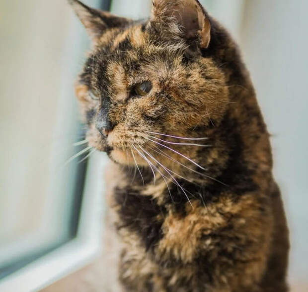 Долгожительница Флосси празднует 30-летие, став самой старой кошкой планеты