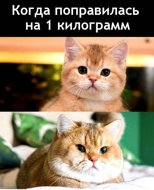 изображение: Когда поправилась на 1 килограмм #Котоматрицы