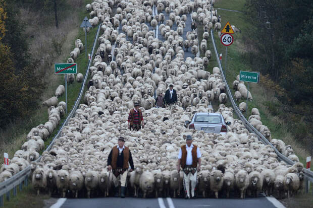 Возвращение бесчисленного стада овец с гор, Польша