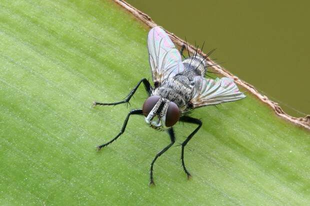 Мухи тахины или ежемухи (лат. Tachinidae) (англ. Tachinid Fly)