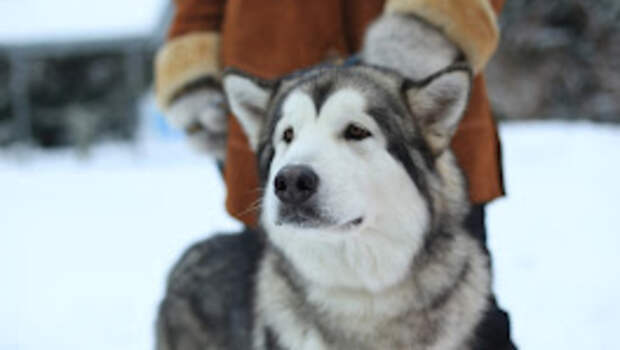 Школьники из Верх-Чуманки собрали 26 килограммов корма для барнаульского приюта "Ласка"