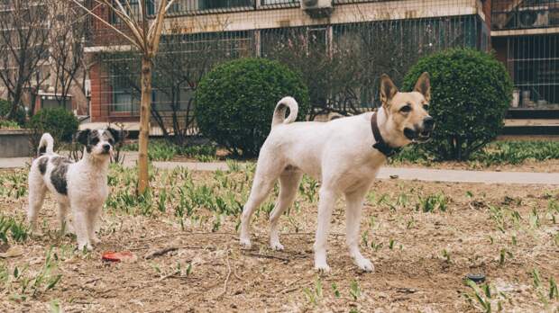 Более 500 астраханцев оштрафовали за самовыгул собак