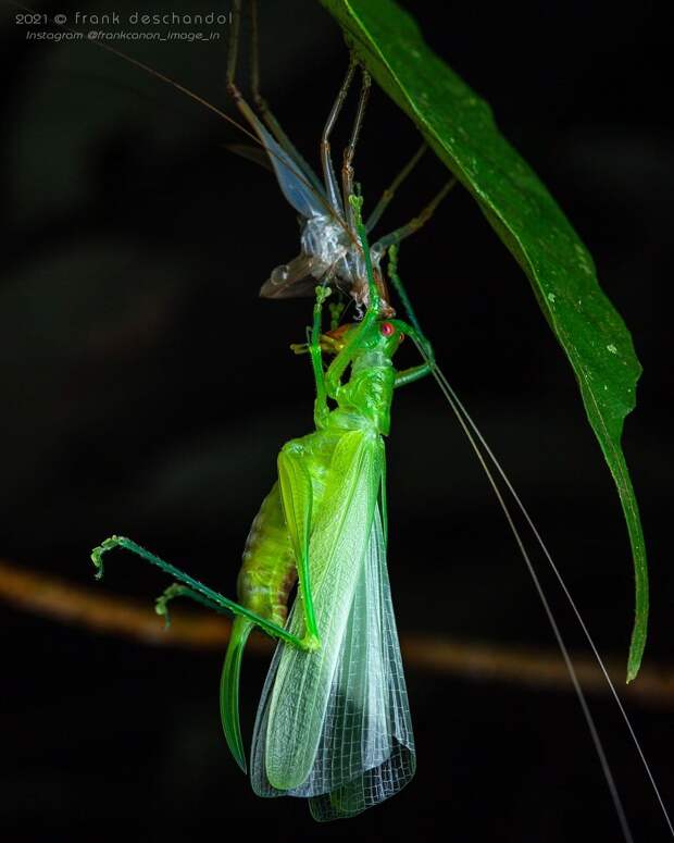 Снимки животных и насекомых от Фрэнка Дешандола