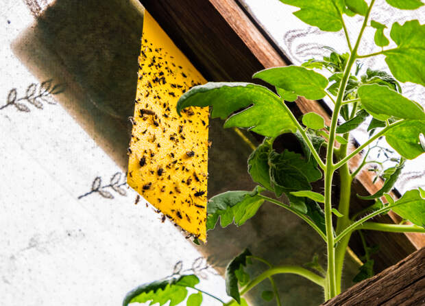 Дачников призвали развесить липучки от агрессоров