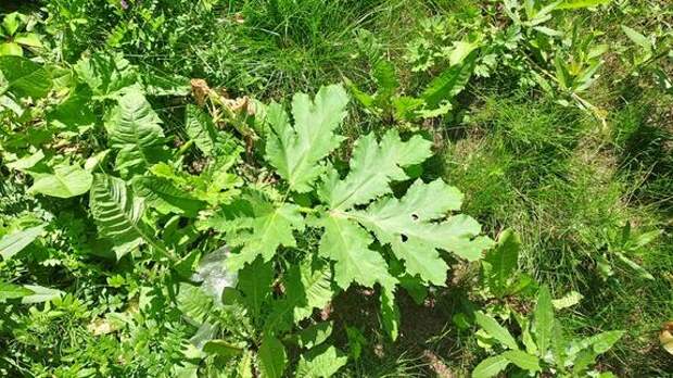 В Ленобласти выделят 49,5 млн рублей на борьбу с борщевиком в 2026 году