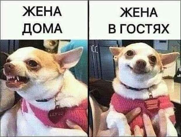 Свежие лучшие смешные картинки