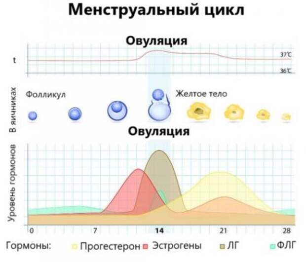 Особенности физической нагрузки во время менструации. Что происходит в организме во время менструации