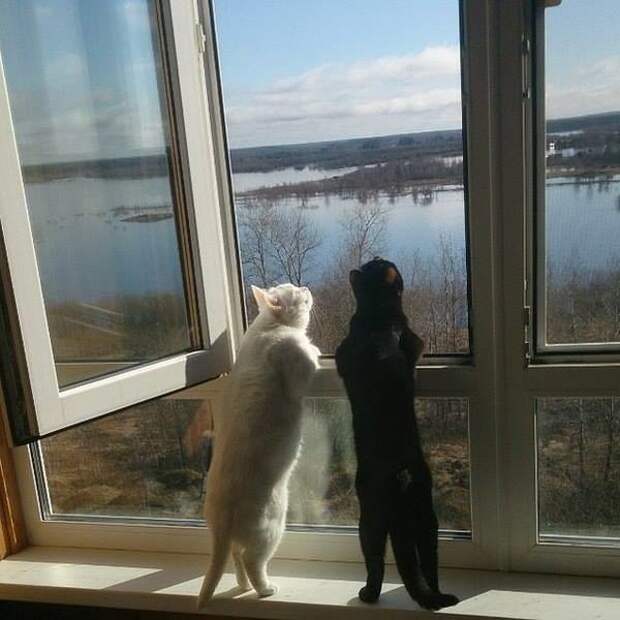 Прикольные картинки  гифки, демотиваторы, коты