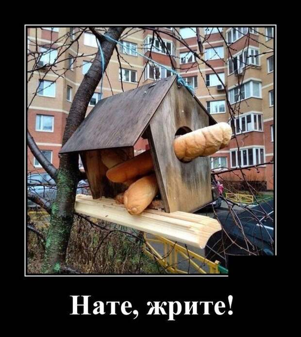 Демотиватор про птиц