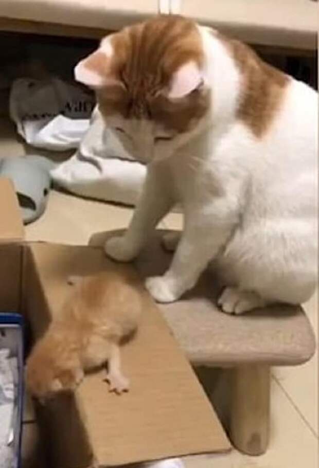 Котенок на ящике Кошка на стуле