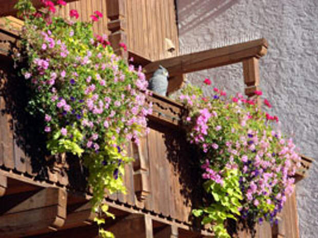 Горшечные растения для балкона и террасы