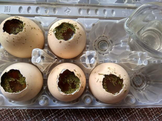 Постная закуска «Железные яйца»