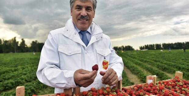 Strawberry fields forever или как Павел Грудинин украл сельхозугодья у ветеранов агрохозяйства