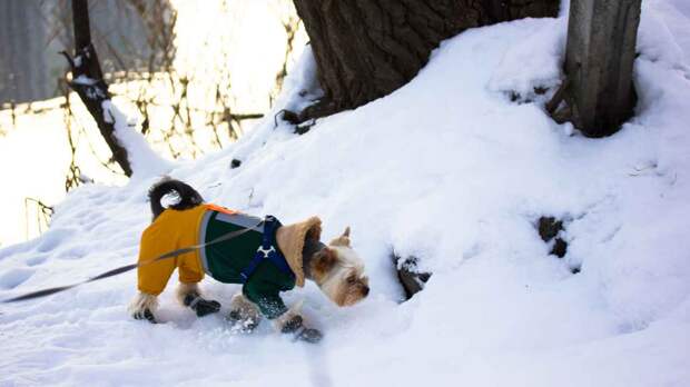 Убирают ли россияне за своими питомцами на улице