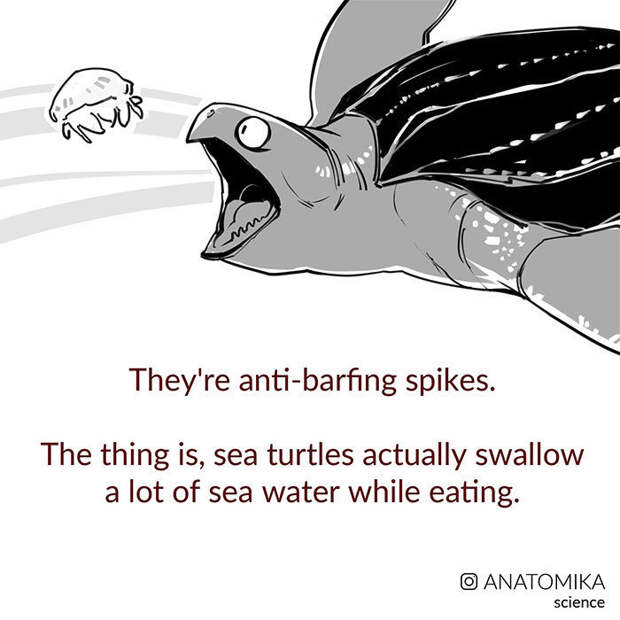 Зачем морским черепахам такие жутки пасти